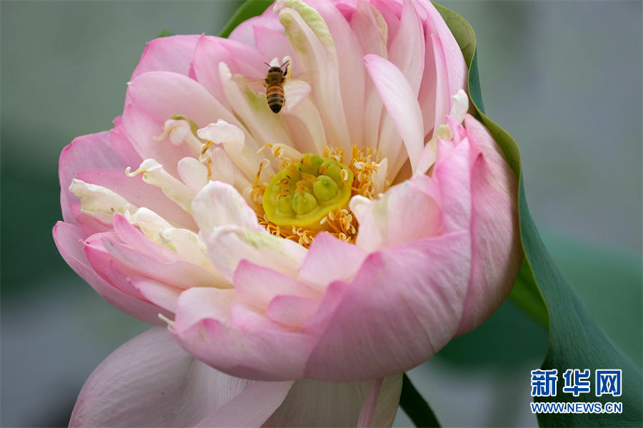 安徽芜湖：小荷尖尖 夏浅胜春