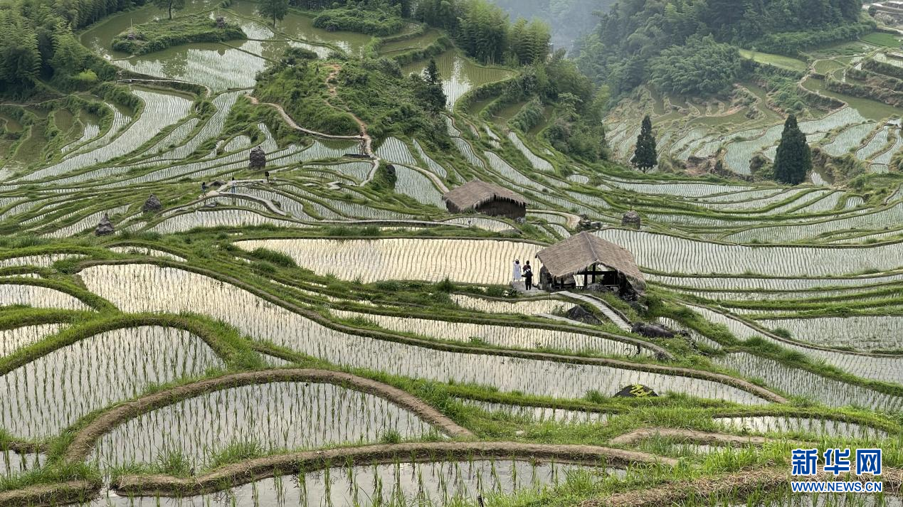 浙江：云和梯田层层叠 距今有1000多年历史