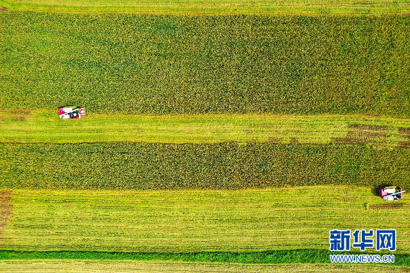 稻香扑面而来！广州早稻迎丰收
