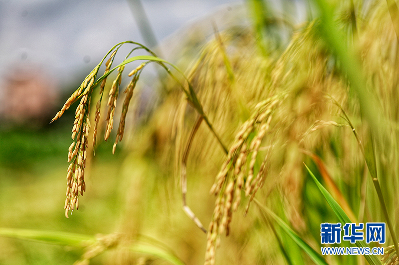 稻香扑面而来！广州早稻迎丰收