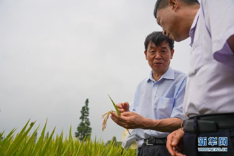 喜讯！我国早粳稻新品种选育成功 有望提前一个季度吃上新粳米