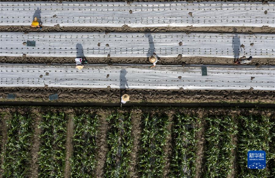 (新华全媒头条·图文互动)(5)边城大考——云南瑞丽战“疫”纪实