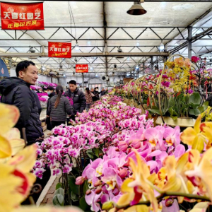 年宵花走“红”中国春节年货市场-