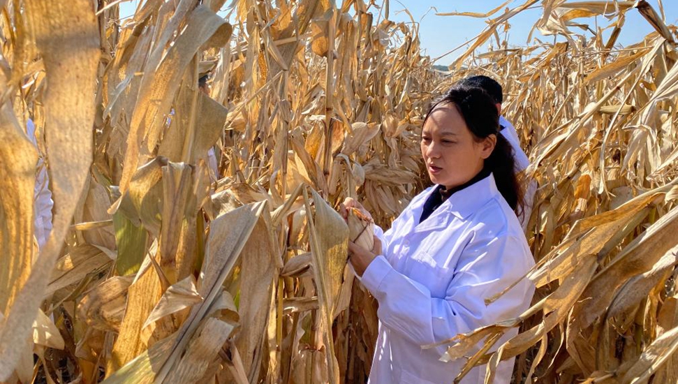 张丽莉：让黑土地成为丰收的沃土