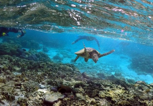 澳洲大堡礁加速衰亡 30年消失近一半