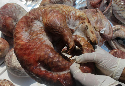 印尼海关官员查获并销毁1.3吨冷冻穿山甲