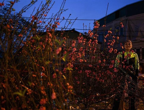 越南春节：民众买桃花用作传统新年装饰