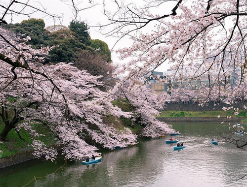 探访日本樱花季 游客如织
