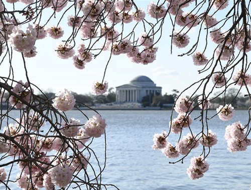 華盛頓櫻花盛開