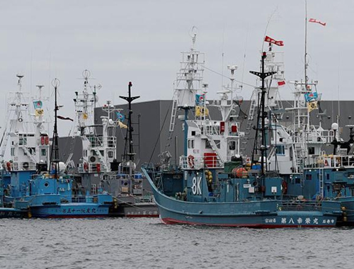 日本正式退出國際捕鯨委員會 重新開始商業捕鯨