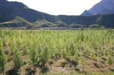 喇嘛山口大觉禅寺(治理后)