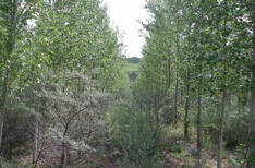 小坝子点将台(治理后)