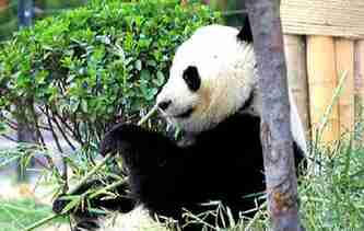 济南：大熊猫园内散步尽享美好春天