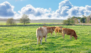雅士利获准设新西兰奶粉厂 涨逾5%