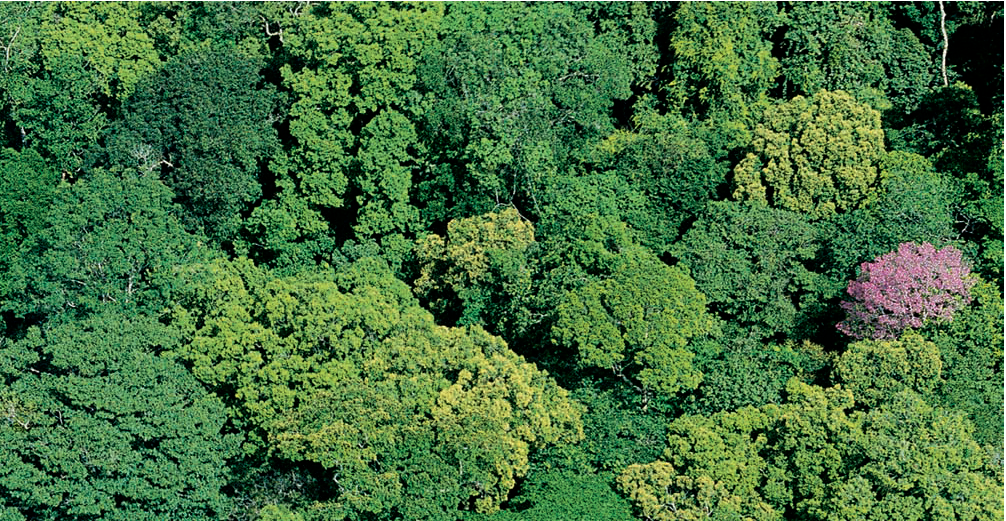 亚马孙是绿色的海洋，但偶尔也有&ldquo;万绿从中一点红&rdquo;，那是一棵奔开向满鲜法花属的圭大亚树那。