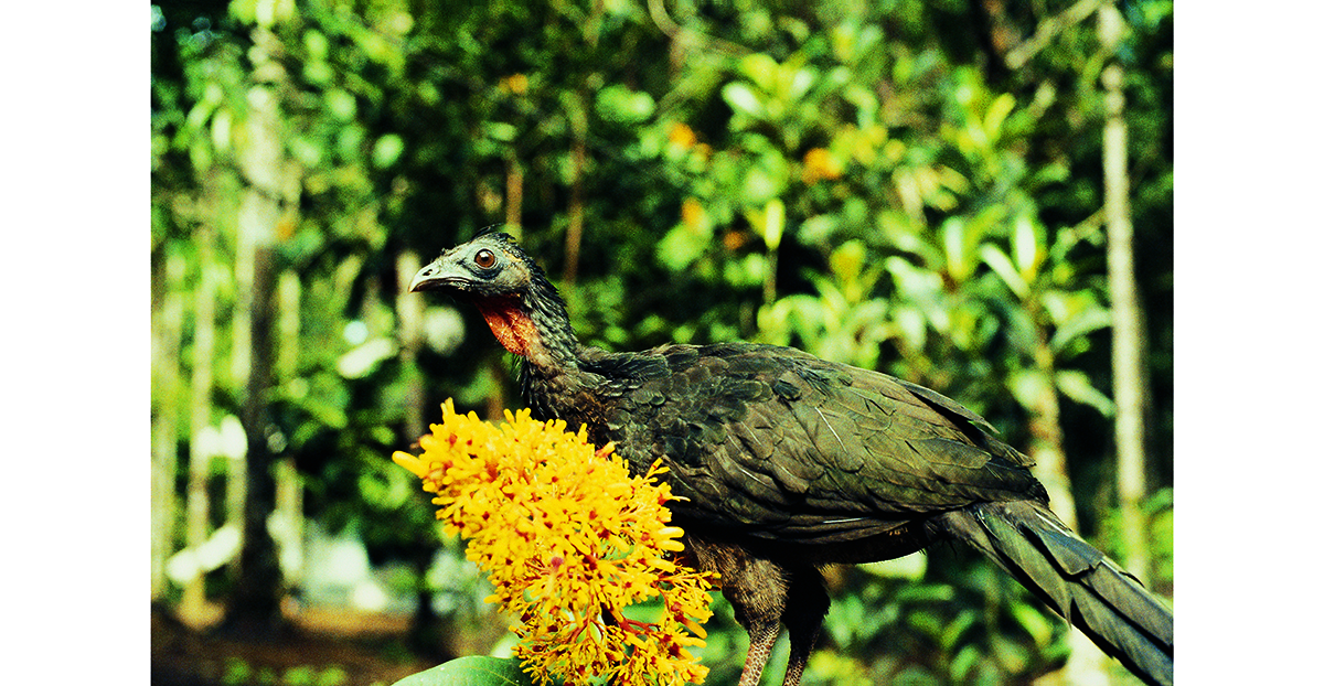 杜戈的学名叫绿背冠雉，在分类上属于凤冠雉科，仅分布于法属圭亚那原始森林的西部边缘。