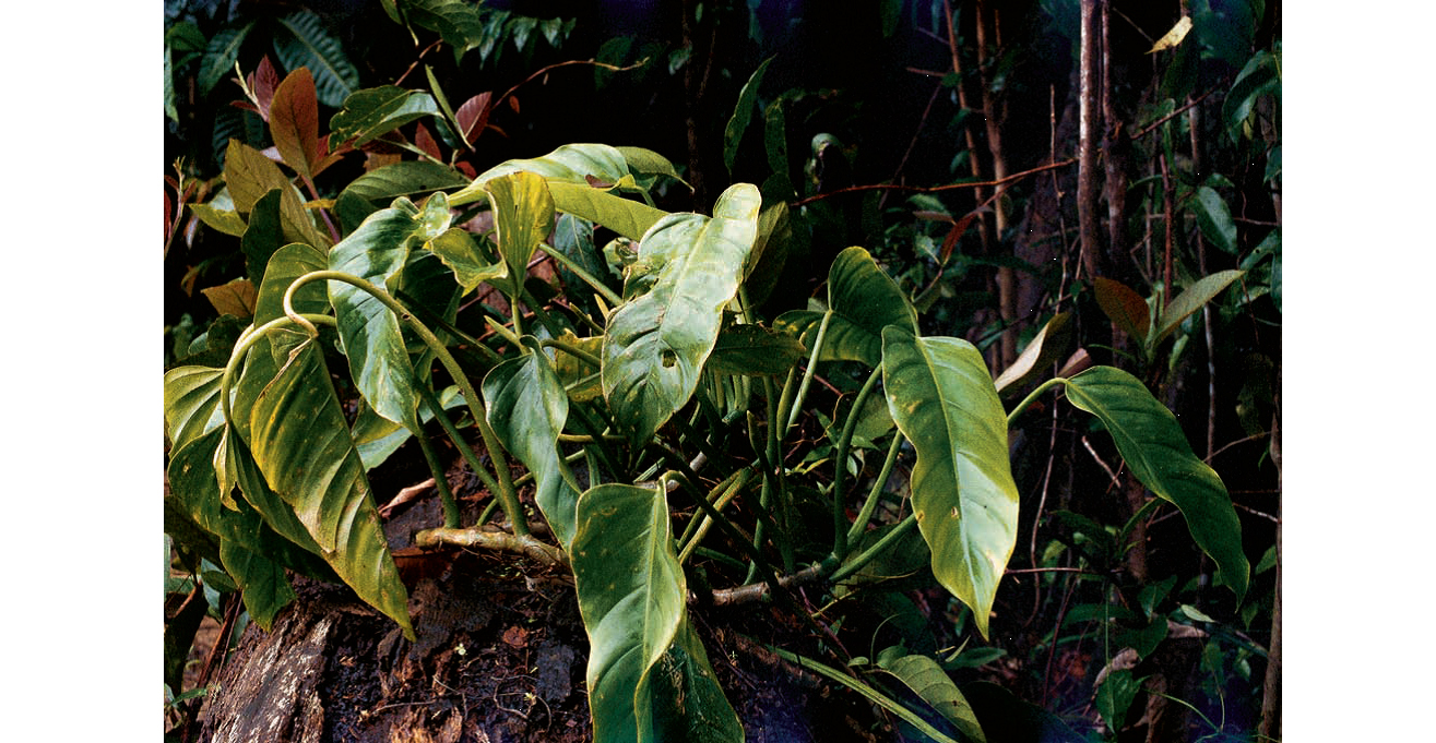 附生植物是热带雨林结构中一个特别的组成部分。全世界共有65科850属约3万种附生植物。