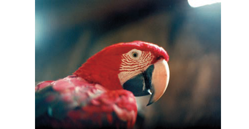 金刚鹦鹉的脸上有花纹，很像京剧的脸谱。