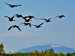 鸟所喜欢的时空