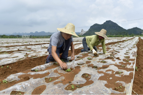 广西南宁市隆安县的劳小东和妈妈在忙农活。