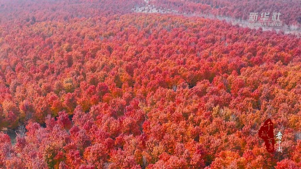 千城百县看中国｜山东兰山：红枫似火染冬韵