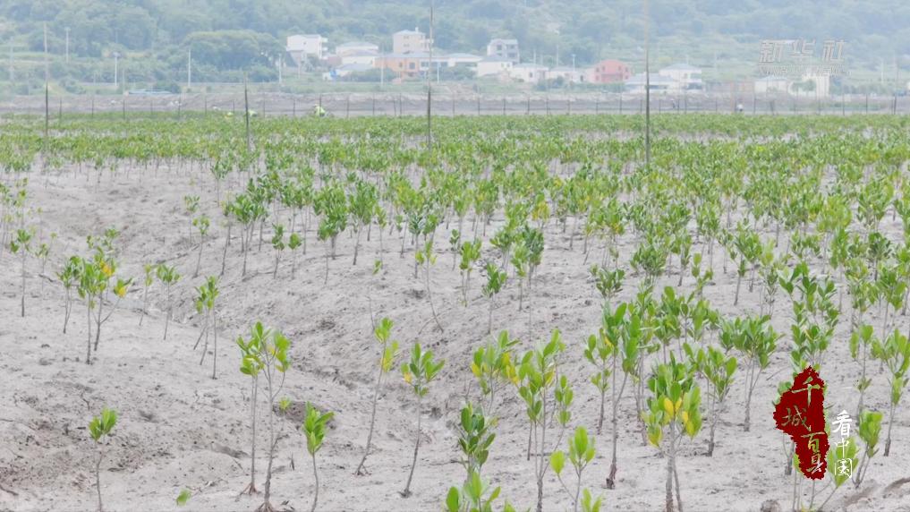 福建霞浦：筑牢红树林生态屏障