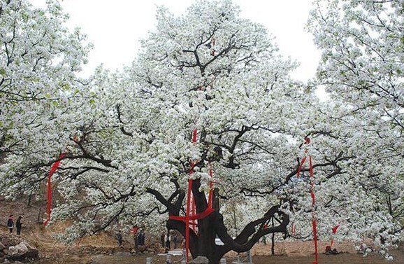 辽宁500岁梨树开花：树冠直径超40米 产梨6千斤
