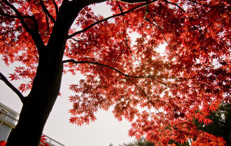 四明山红枫·樱花节