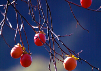 丹山赤水柿子节
