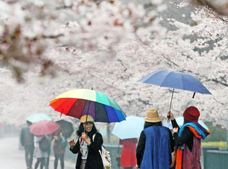 青岛600米樱花街繁花竞放 游客雨中赏美景