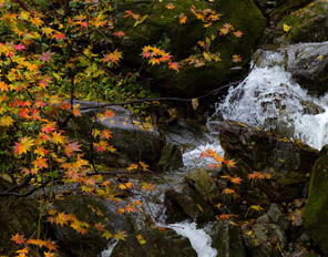 武当山：飞瀑山花云海 &ldquo;二十四涧水长流&rdquo;重现
