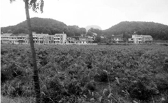 湖北3亿打造亚洲玫瑰基地 多个种植园杂草丛生