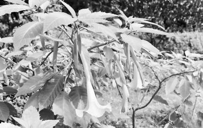 网曝闹市饭店种植曼陀罗