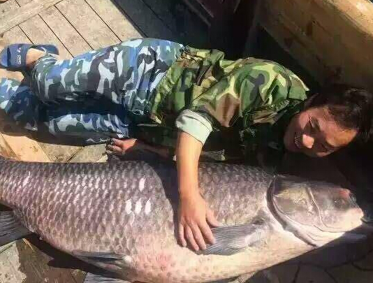 杭州千岛湖现180斤大青鱼 身价或过万