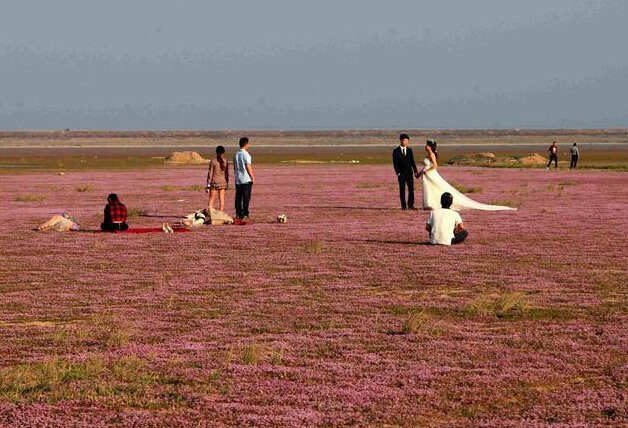 鄱阳湖中部湖区进入枯水状态 湖床现红花