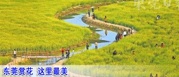 东莞赏花 这里最美