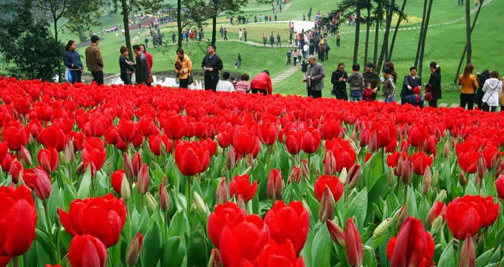 浦江石象湖&ldquo;郁金花香&rdquo;