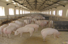 科技支撑 牧富繁育