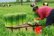 红河州蔬菜产业发展情况