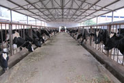 云南乍甸乳业有限责任公司