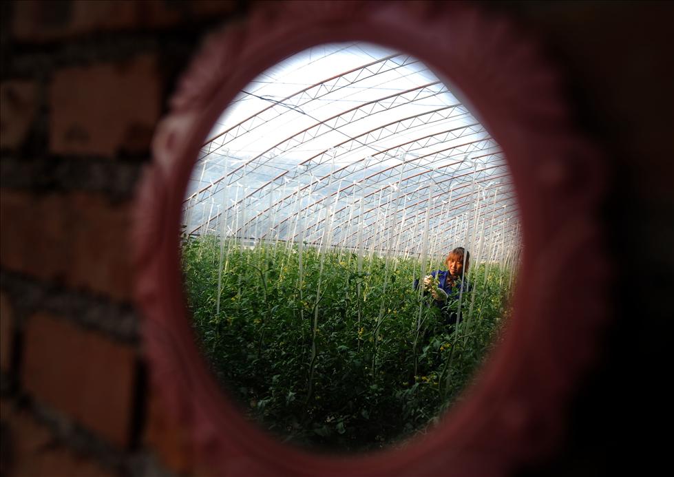 一个采煤村的&ldquo;绿色转身&rdquo;[组图]