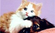 猫咪PK名画中人 图