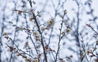 十裏梅花香雪海