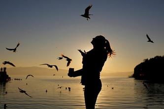 奧赫裏德湖上海鷗飛