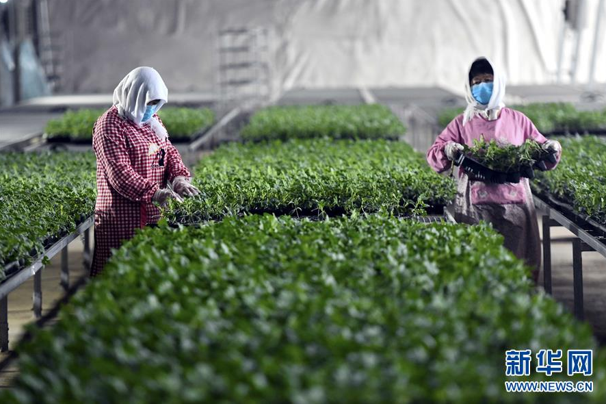 不误农时才能稳住农业&ldquo;基本盘&rdquo;