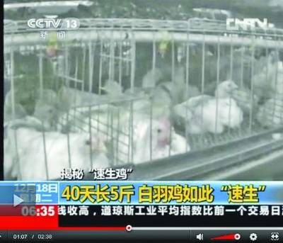 &ldquo;速成鸡&rdquo;曝光才严查，早干嘛去了