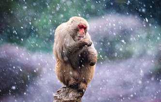 獼猴賞雪