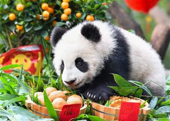 大熊猫宝宝迎新春