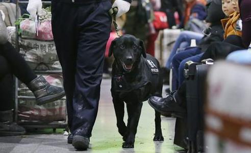 警犬&ldquo;貴龍&rdquo;站好春運崗