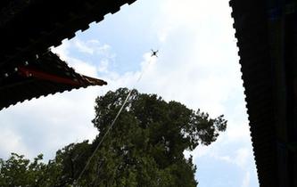 無人機為昆明920歲老宋柏測&ldquo;身高&rdquo;